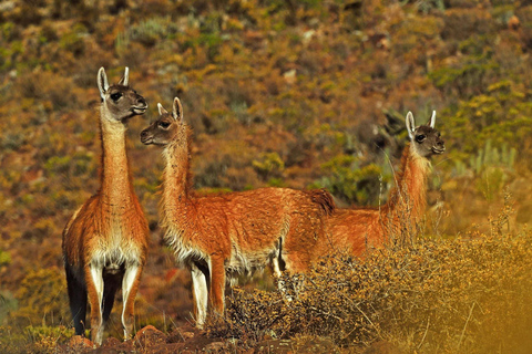 Tour del Canyon del Colca di un giorno ad Arequipa con prima colazione