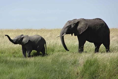 Pilanesberg Safari and Sun City Full Day Tour Private Tour Rate