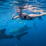 Cebu: Oslob Whale Shark, Tumalog & Simala Tour + Free GoPro
