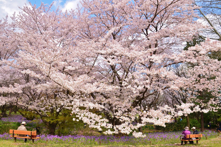 Tokyo Cherry Blossom Tour: Showa Kinen, Rikugien & Asukayama Cherry Blossom Group Tour with Shinjuku Meeting Point