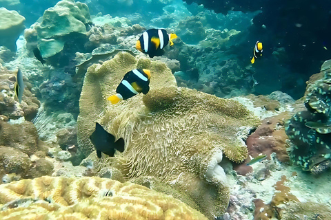 Phuket: Phi Phi, Maya, Khai oder Maiton oder Bamboo Island TourPhi Phi, Maya, Khai Island Tour mit dem Schnellboot