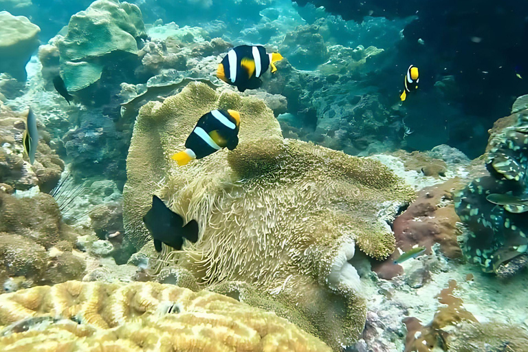 Phuket: Phi Phi, Maya, Khai oder Maiton oder Bamboo Island TourPhi Phi, Maya, Khai Island Tour mit dem Schnellboot