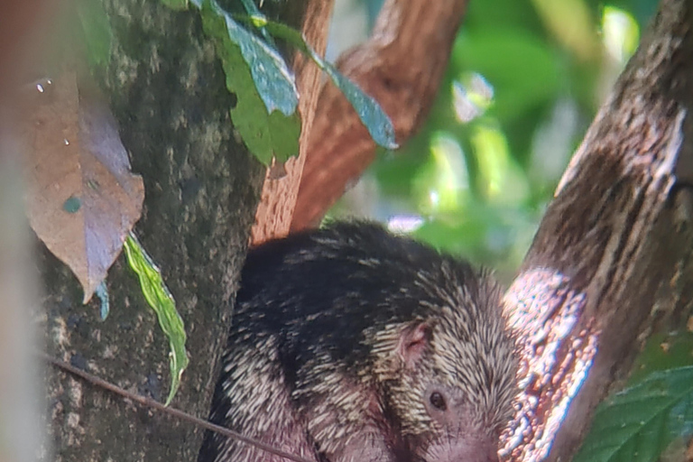 Manuel Antonio National Park: Wildlife-Watching Guided Hike