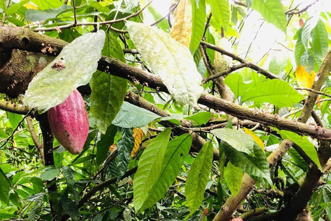 San Carlos : Visite guidée de l'art de la fabrication du chocolat à Don Olivo