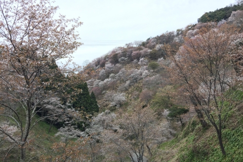 Yoshino Visita guiada privada y senderismo por una montaña japonesaYoshino Tour de día completo con guía privado por una montaña japonesa