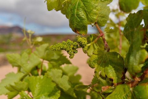 Join us for a guided tour of the Conatvs winery and enjoy a wine tasting in Spanish Guided tour of Conatvs winery with wine tasting in Spanish