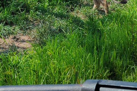 Arusha: 4 giorni di safari nel Serengeti e nel cratere del NgorongoroSafari privato
