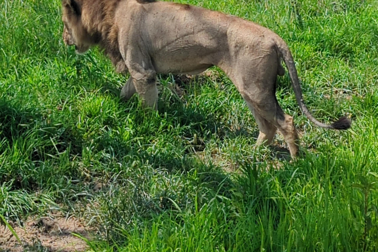 Arusha: 4 giorni di safari nel Serengeti e nel cratere del NgorongoroSafari privato