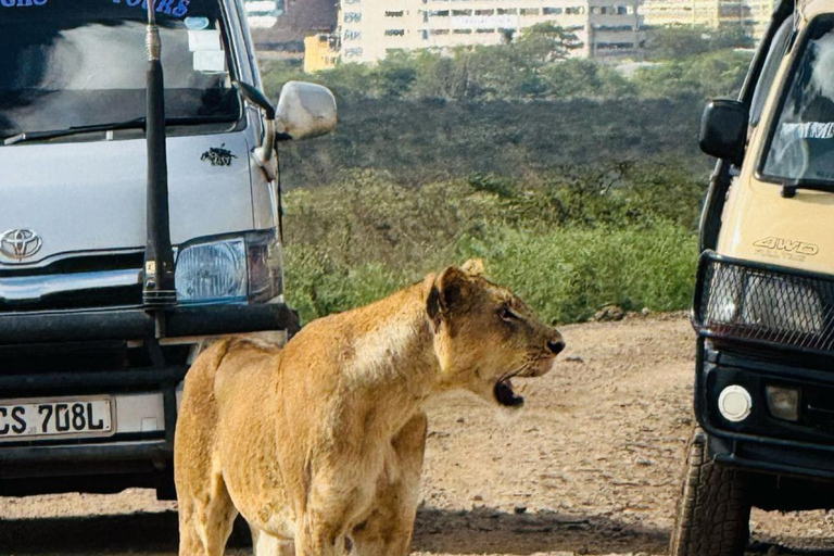 Nairobi: Sunrise Safari with Bush Breakfast At NNP