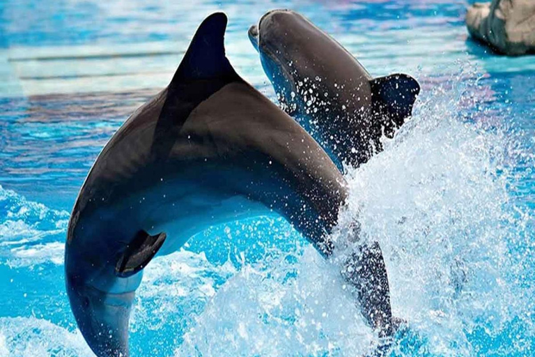 From Belek: Dolphin Show with Transfers