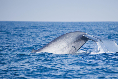 Southern Seas Discovery: Galle to Whale Watching Mirissa