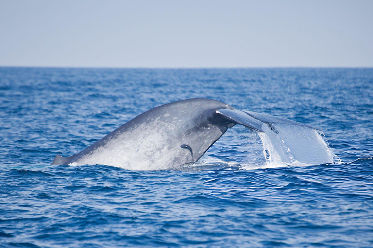 Southern Seas Discovery: Galle to Whale Watching Mirissa