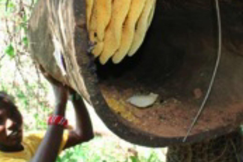 Zanzibar: las Masingini, pszczelarstwo i wycieczka na plażę MtendeZanzibar: Las Masingini, pszczelarstwo i wycieczka na plażę Mtende