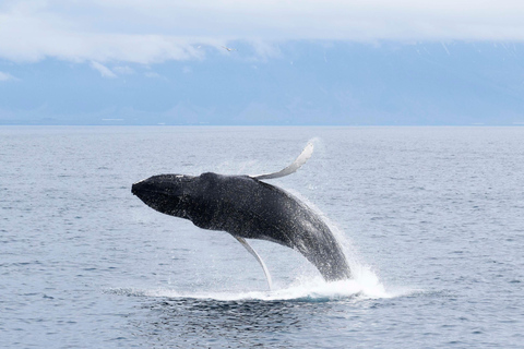 Akureyri : excursion d&#039;observation des baleines et entrée à la lagune forestièreObservation des baleines et lagune forestière