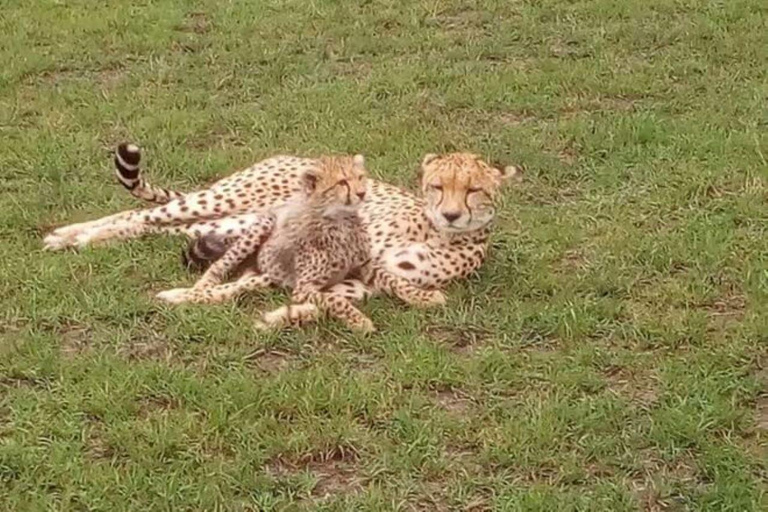 2 days 1 night saltlick safari from Diani/Mombasa.