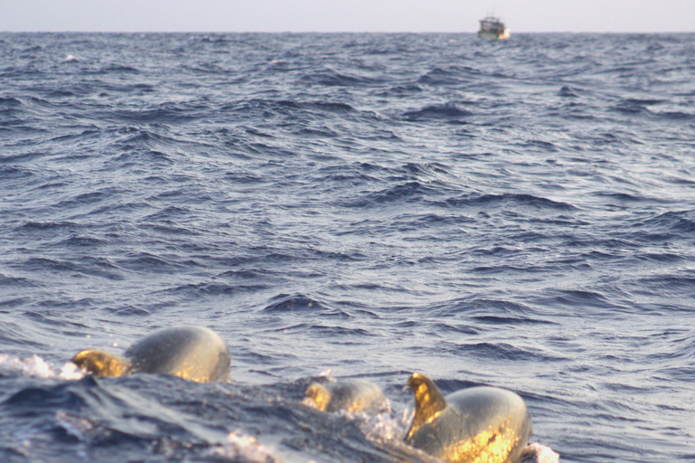Alcudia: sightseeing, zeegrotten en snorkelavontuur per boot3 uur durende speedboottocht - grotten, snorkelen en sightseeing