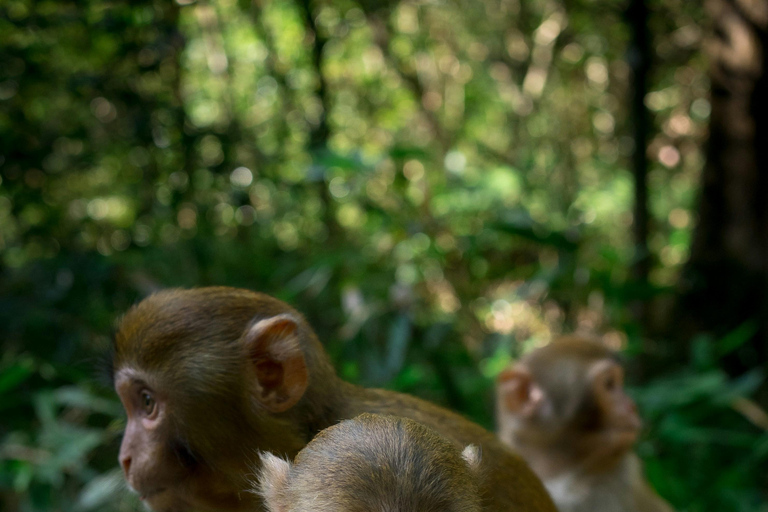 Zhangjiajie: Essential Tour with Avatar's Pandora on Earth