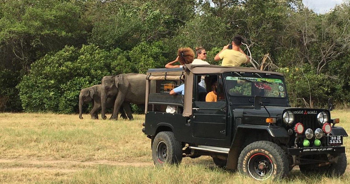 Minneriya Nationalpark Halbtägige JeepSafari mit Wild Tours