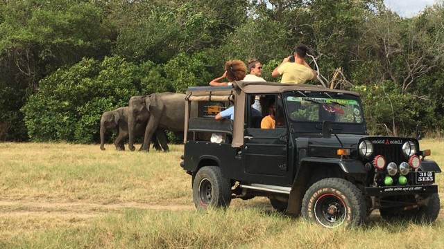 Minneriya Nationaal Park: halve dag jeepsafari met Wild Tours