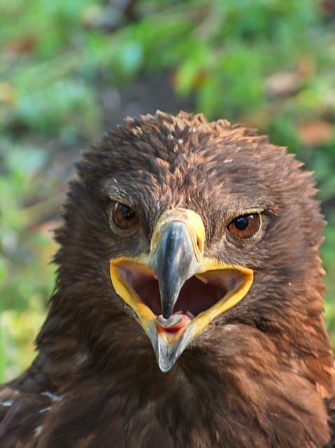 Excursión a la Reserva de la Biosfera de Dedoplistskaro GetYourGuide