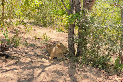 Excursión de un día a Chobe