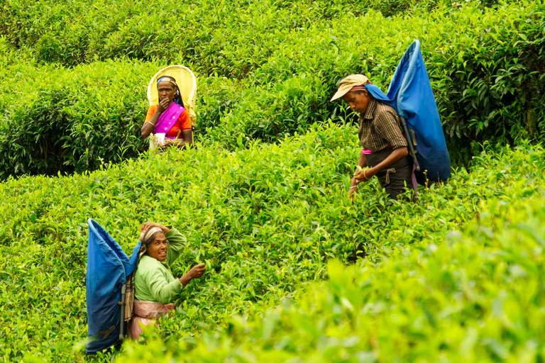 Tea Plucking & Tea Factory: Tour From Kandy