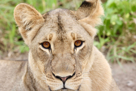 From Victoria Falls: 3-Day Chobe National Park Safari Tour
