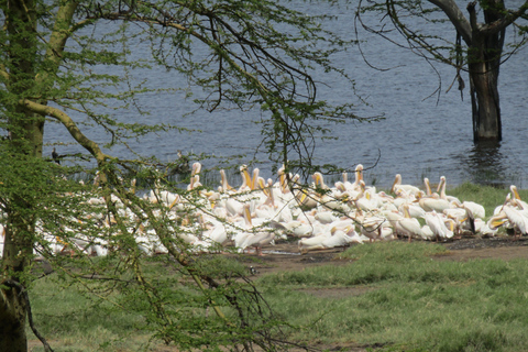 De Nairobi: Viagem de 1 dia ao Parque Nacional do Lago Nakuru