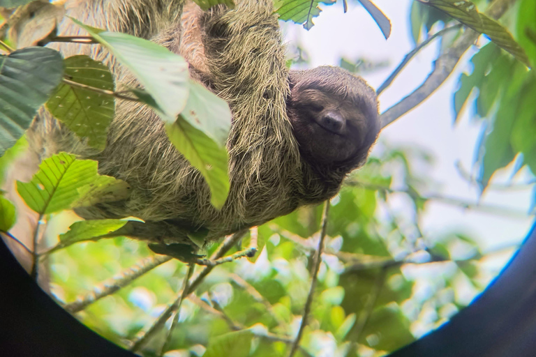 Rio Celeste Waterfall: Rain Forest Hike & Sloth Observation Waterfall-Lunch-Sloth Observation:SelfDrive to Meeting Point