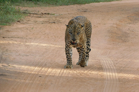 Safariturer i Yala nationalpark: morgon/kväll/heldagMorgontur på 7 timmar med frukost