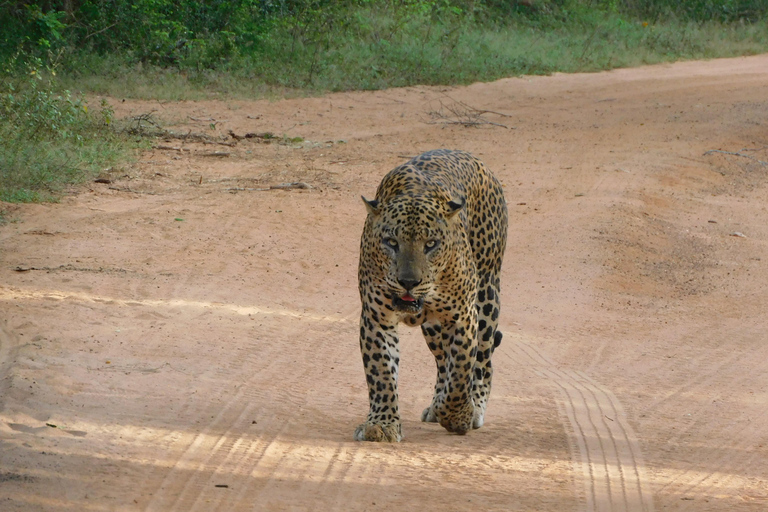 Safariturer i Yala nationalpark: morgon/kväll/heldagMorgontur på 7 timmar med frukost