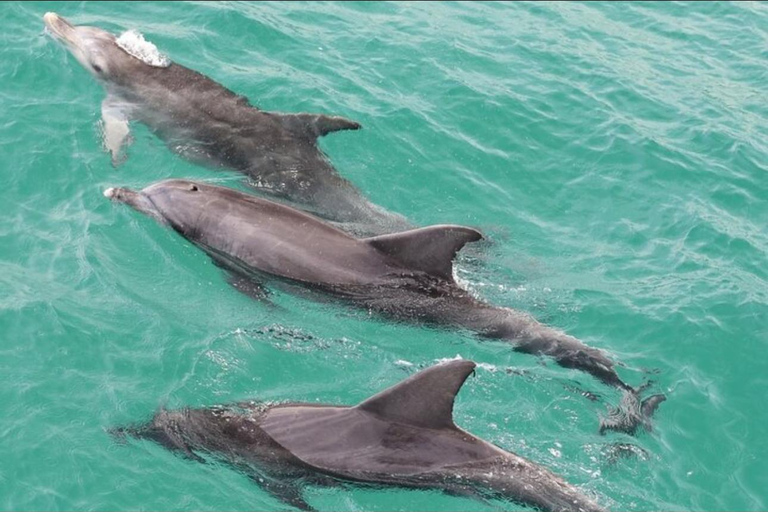 Salalah Dolphin Watching Boat Tour with Refreshments