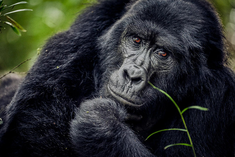 4 - DAY GORILLAS IN THE MIST - BWINDI GORILLA TREKKING