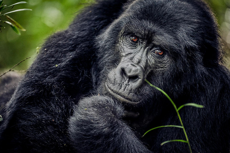 1-DAGS GORILLATREKKING I RWANDA