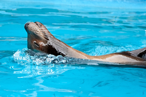 Isla Mujeres: Full Day at Dolphin Discovery Dolphin Royal Connection: Enjoy a VIP experience with two dolphins