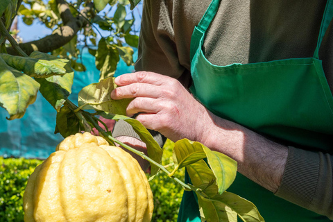 Naples: Mozzarella Experience, Taste of Southern Italy Naples: Mozzarella experience