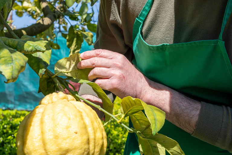 Naples: Mozzarella Experience, Taste of Southern Italy Naples: Mozzarella experience