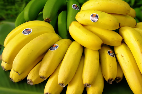 Ponta Do Sol : Madeira Banana Museum guided tour