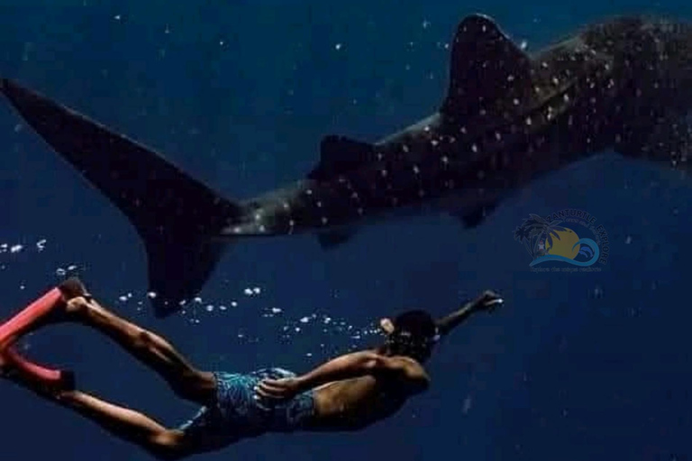 From Zanzibar Mafia Island Whale Shark Adventure with Flight