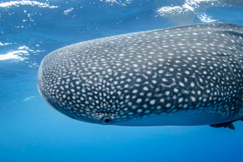 Philippines: 7-Day Boracay, Cebu, and Bohol Tour