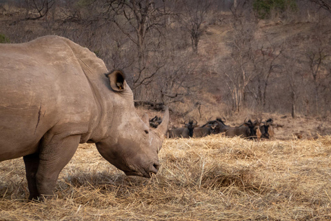 利文斯通犀牛邂逅和遗产之旅