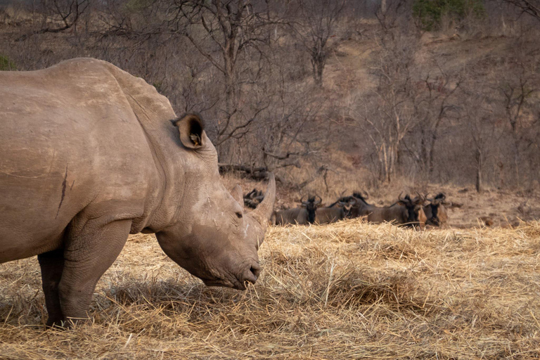 利文斯通犀牛邂逅和遗产之旅