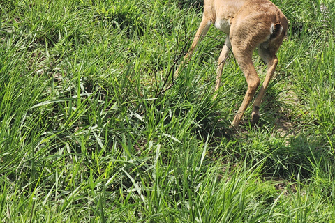 坎帕拉：穆西西瀑布Safari之旅，含尼罗河游船及犀牛观赏坎帕拉：穆希逊瀑布Safari之旅，含尼罗河游轮及犀牛观赏