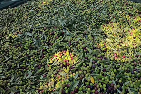 Katakolo: Olympia Tour, Olive Grove & Greek Cooking