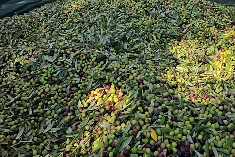 Katakolo: Olympia Tour, Olive Grove & Greek Cooking