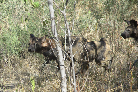 7 Días - Savuti - Khwai - Moremi (Safari móvil)