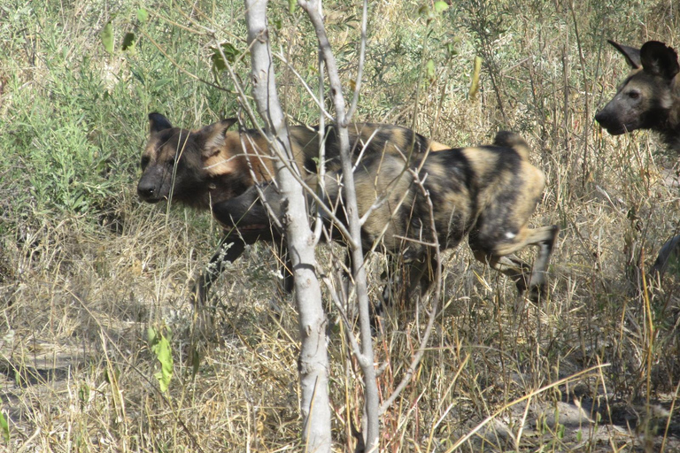 7 Días - Savuti - Khwai - Moremi (Safari móvil)