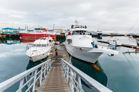 Reykjavík: Whale Watching an Bord einer LuxusyachtWhale Watching an Bord einer Yacht mit Treffpunkt