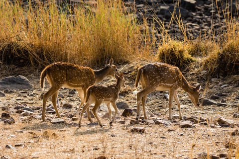 Delhi naar Ranthambhore nachtelijke tour/tijgersafari per auto