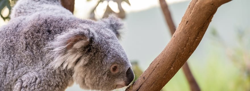 Sydney : Visite privée du parc animalier de Featherdale